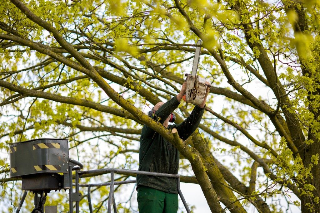 Worker trimming the tree