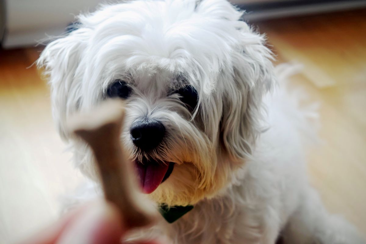 holding treat in front of dog