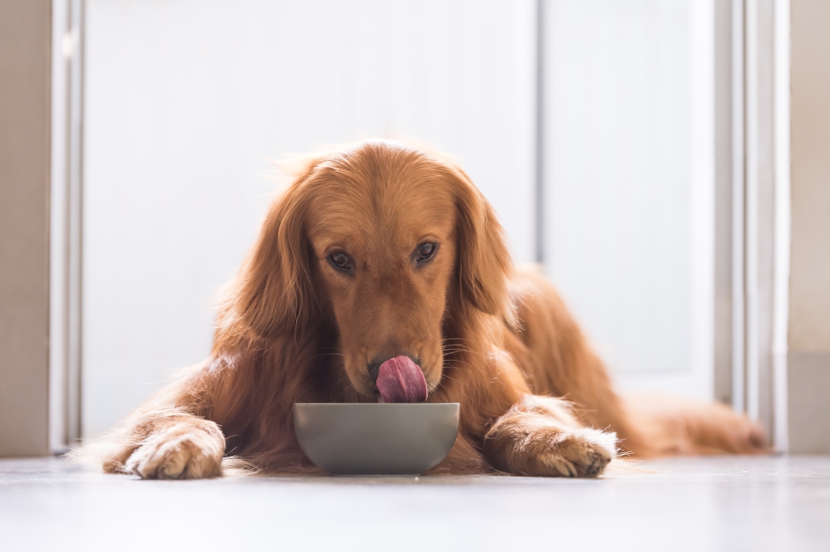 dog drinking water