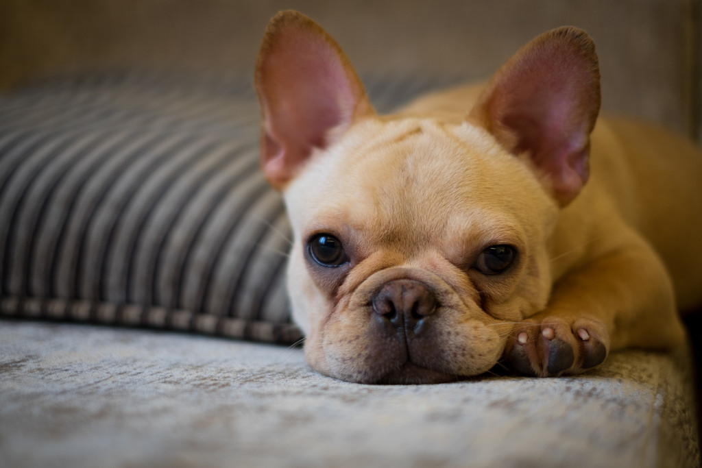 pug laying down in couch 