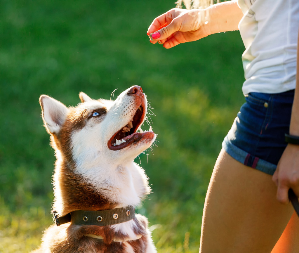 Trainer gives the husky dog a reward during training