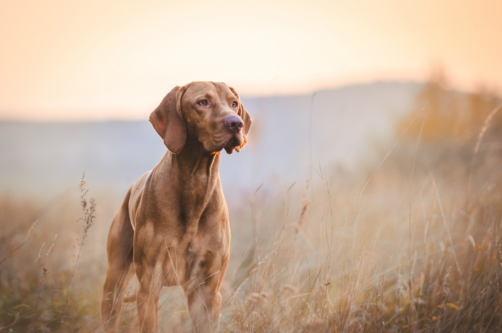 An old dog standing on a field 