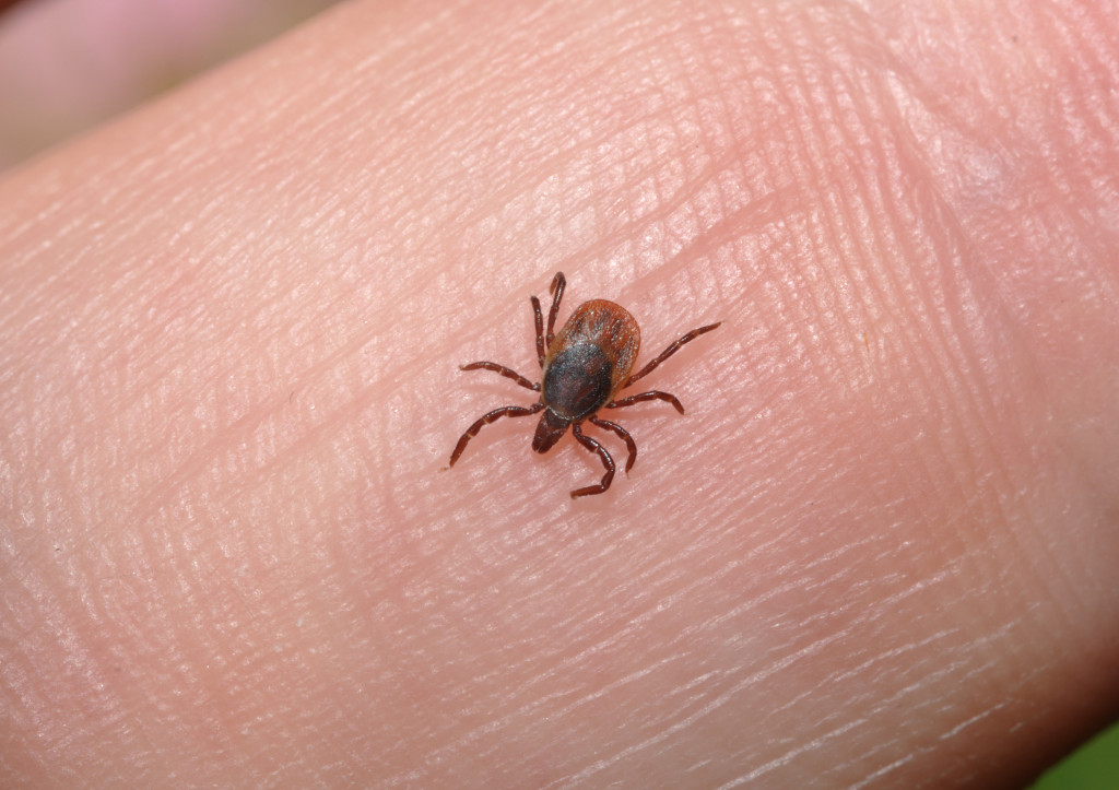 A tick on someone's finger